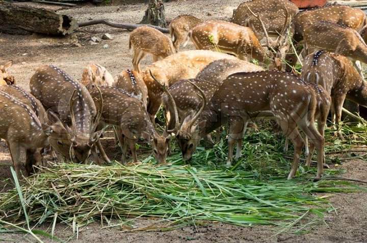 হরিণ পালন
