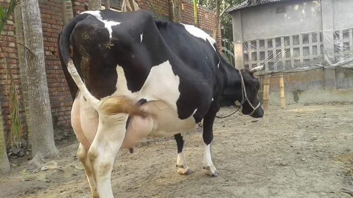 গাভী কিনার আগে যা জানা উচিত