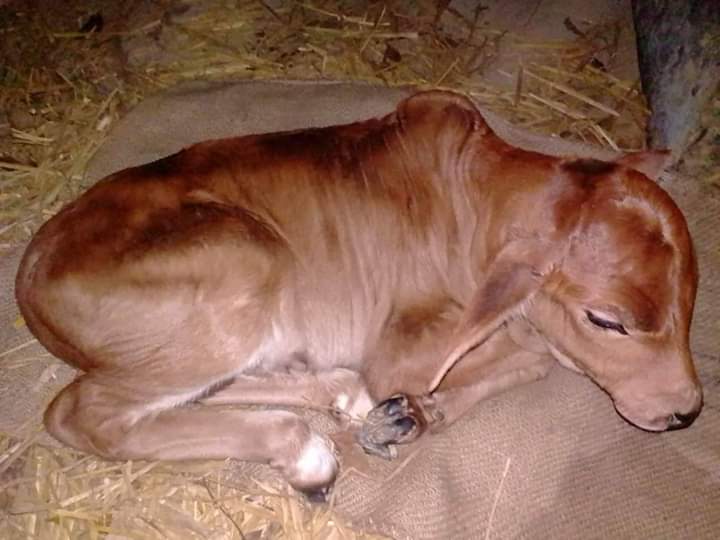 জন্মের পর বাছুর উঠে না দাড়ানোর কারণ