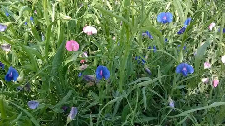 খেসারী ঘাস]