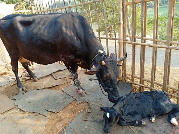 বাছুরের জর