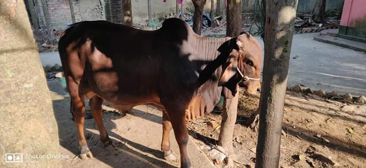 জলাতঙ্ক