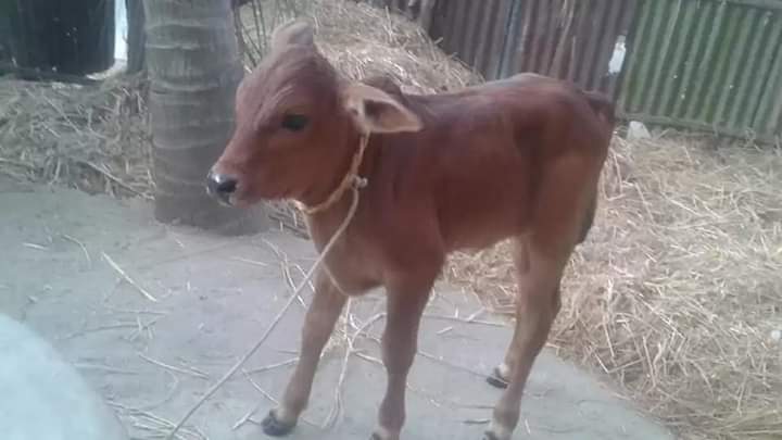 বাছুরের যত্ন