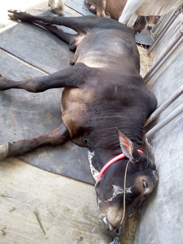 টিটেনাস