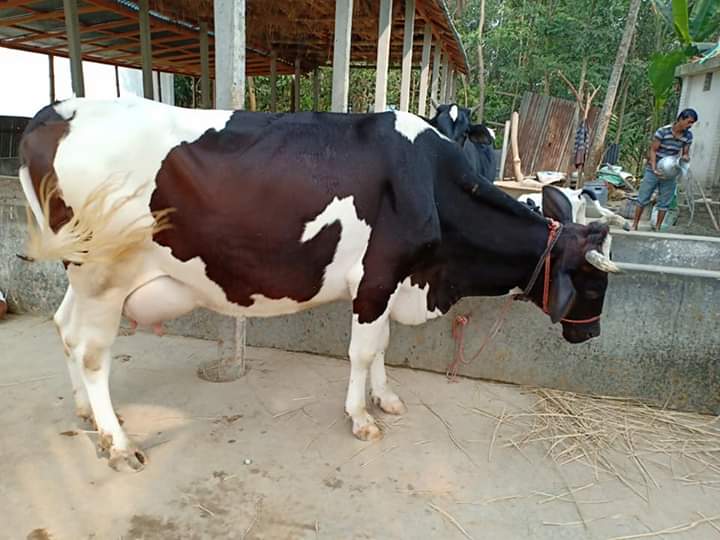 বোভাইন ইফিমেরাল ফিভার