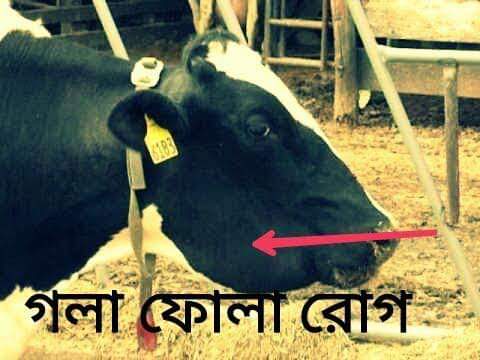 গলাফুলা