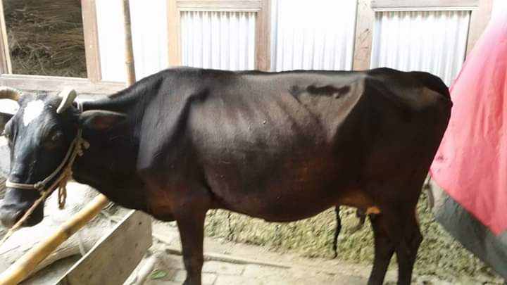 ট্রিপানোসোমিয়াসিস