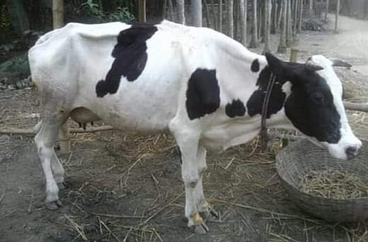 এনাপ্লাজমোসিস