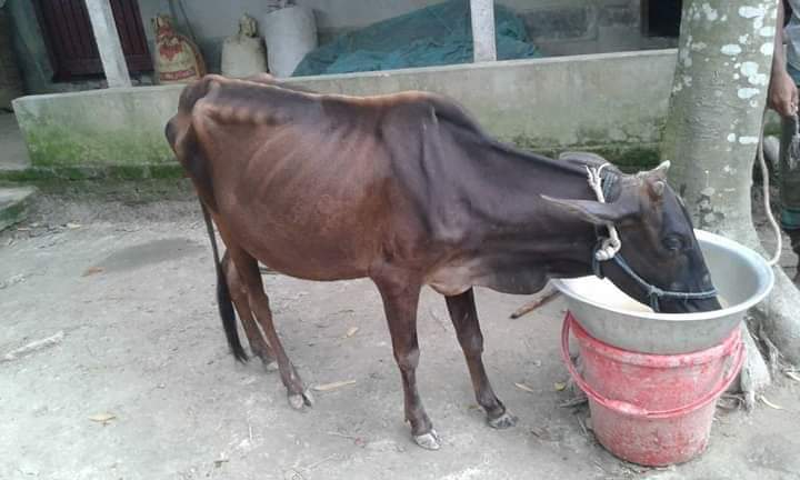 কৃমি সমাচার