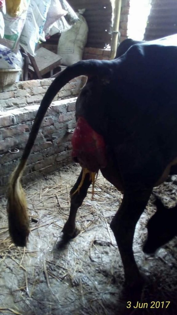 ব্রুসেলোসিস