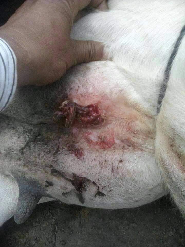 মাইয়াসিস