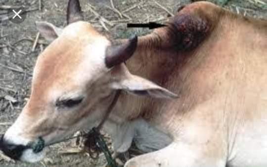 হাম্প সোর