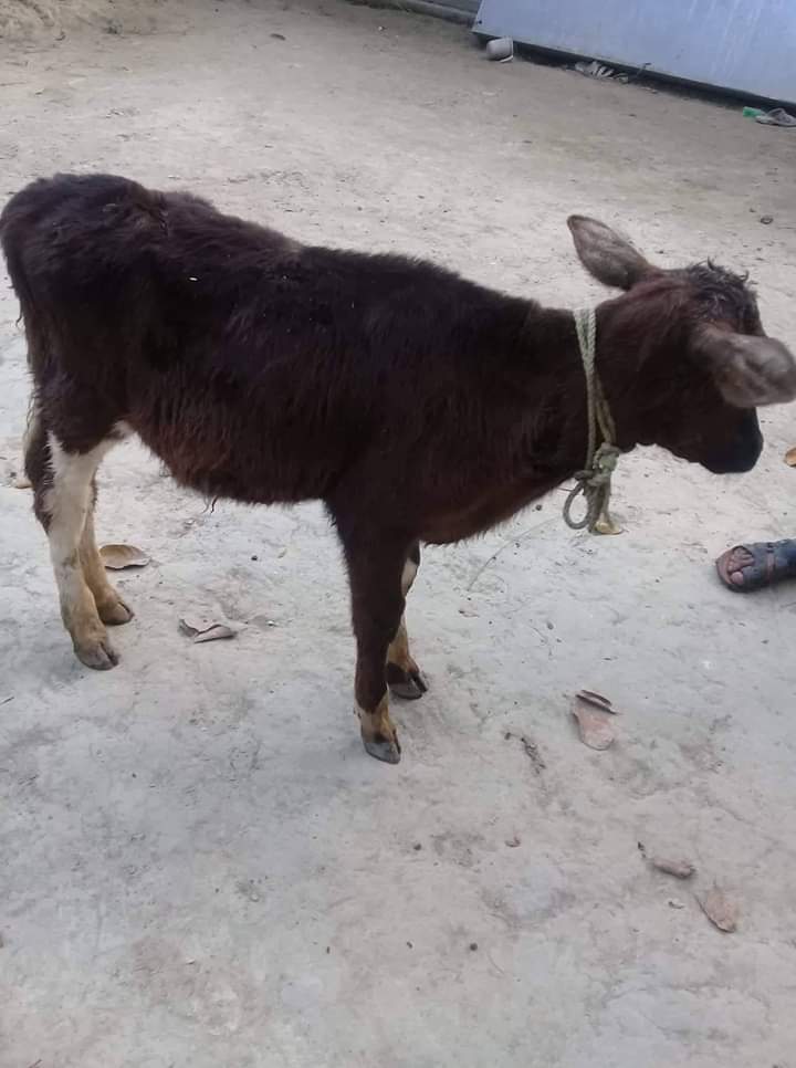 ব্যালান্টিডিওসিস