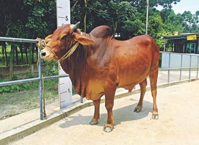 পাবনা ক্যাটল ব্রিড