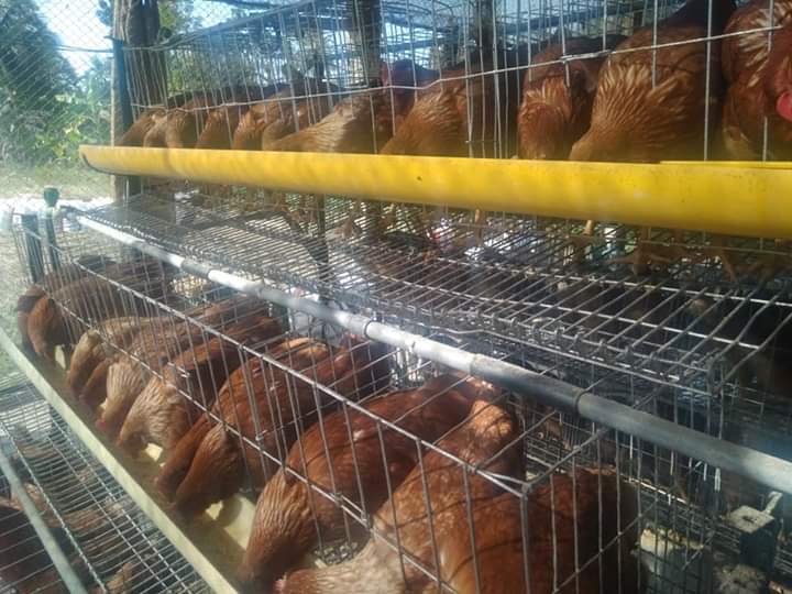 লেয়ার পালন