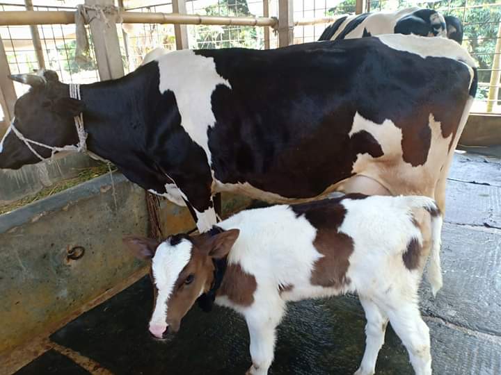 ফ্রিজিয়ান