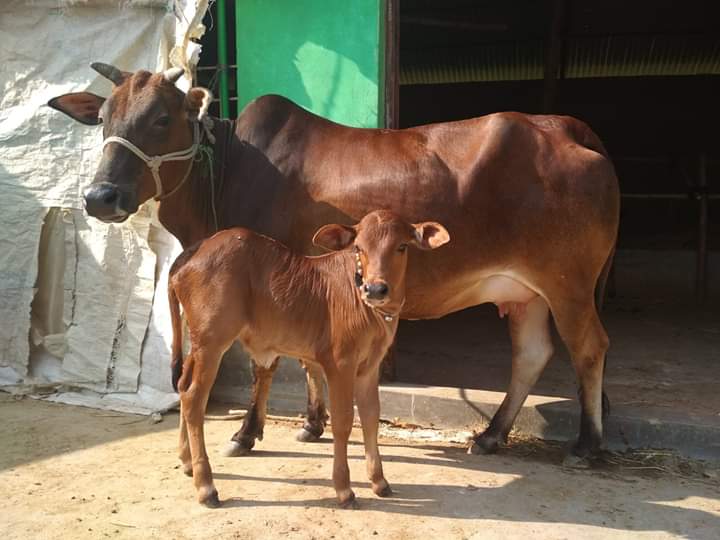 ক্রসব্রিড