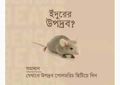 ইঁদুর
