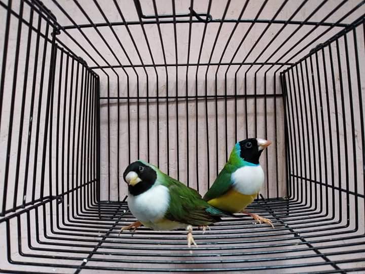 বাংলাদেশে বিভিন্ন ধরণের খাচায় পোষা পাখি