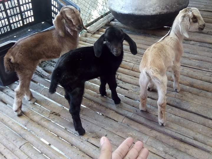 খাসি মোটাতাজাকরণ