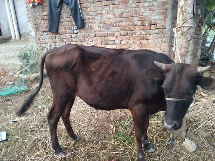 গরু কম খাবার কারণ