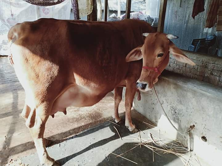 জার্সি গরু