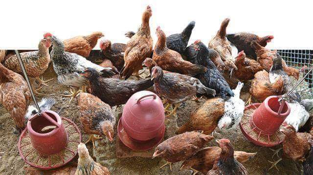 মাল্টি কালার চিকেন