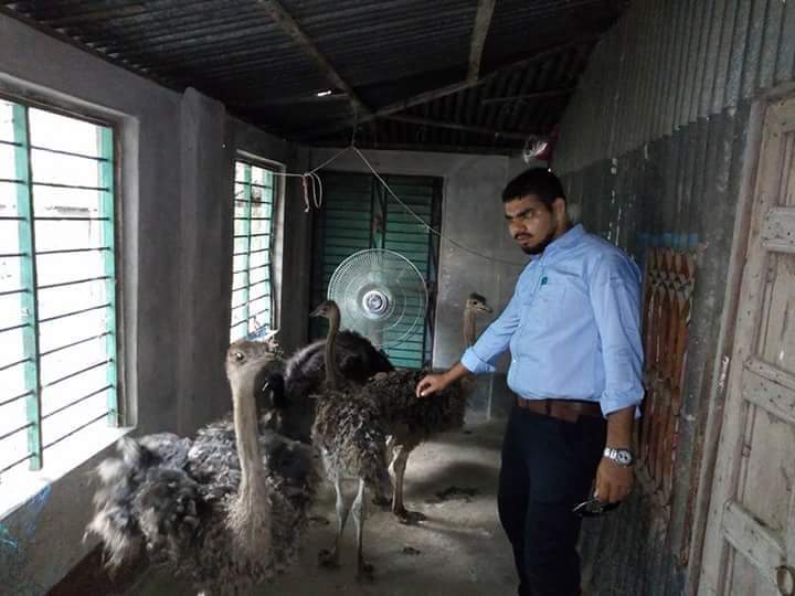 ইমু পাখি