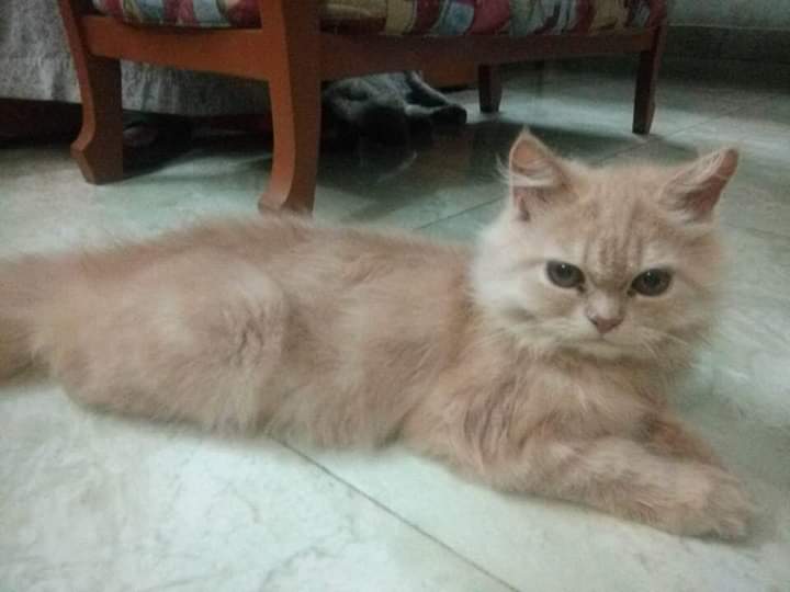 বিড়াল ও কুকুরের টিকার সিডিউল