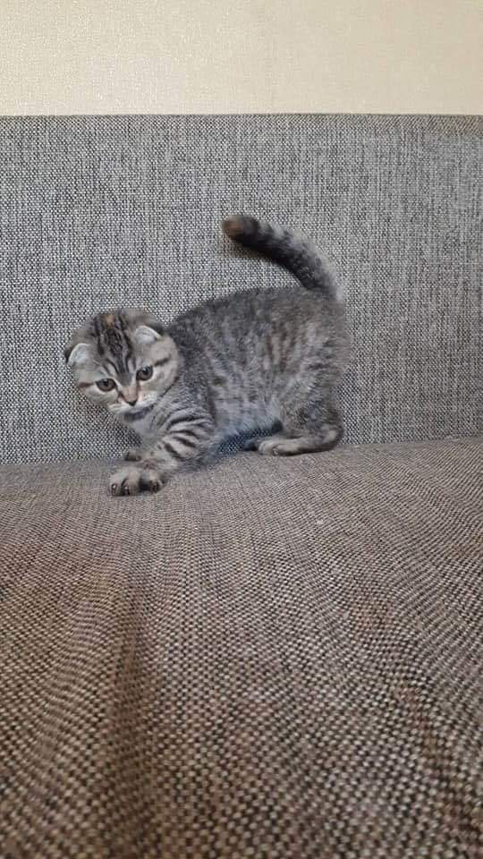 আইভার মেক্টিন