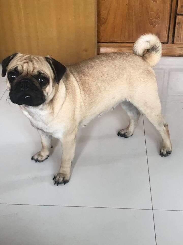 Rabies of dog: Initial Warning Signs: