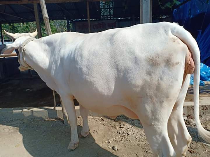 বকনা গরু