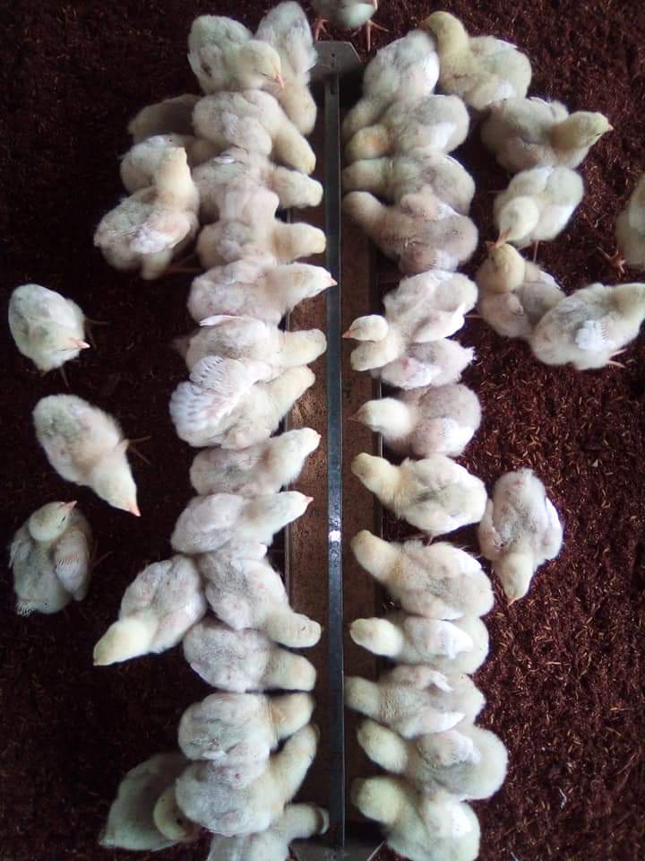 ইমোনিটি