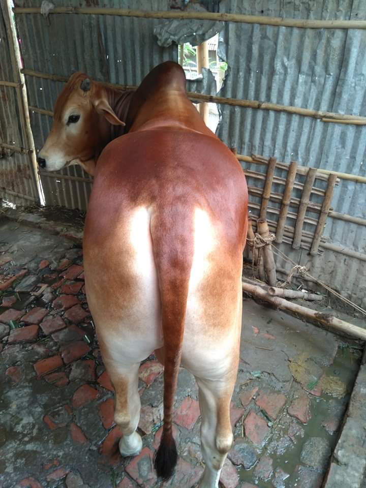 জেনেটিক্স