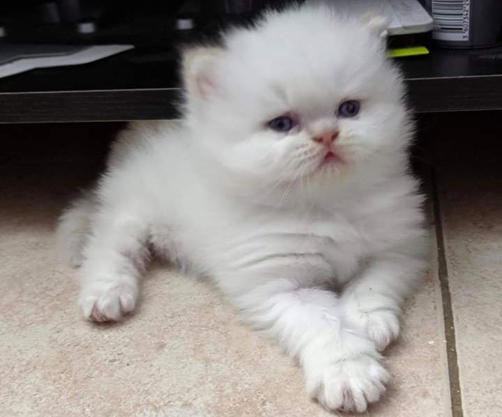 Delentin Suspension for dog and cat(Dr shibli sadik sabuj)