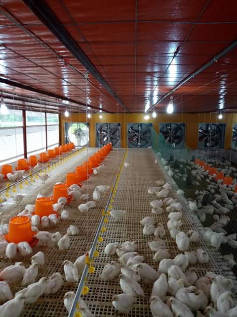 পোল্ট্রি ডক্টরস বিডি