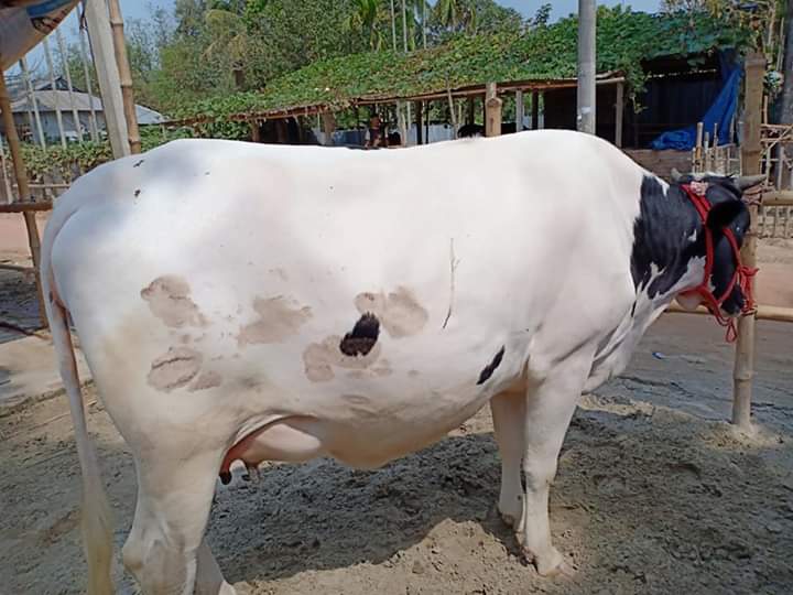 কোন প্রাণী কখন হিটে আসে