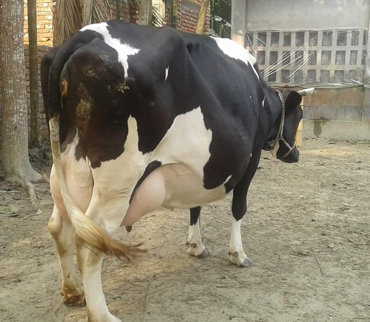 ফার্ম ব্যবস্থাপনায় ৮টি মূল বিষয়