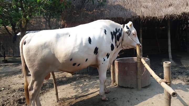 ডেইরী জেনেটিক্স