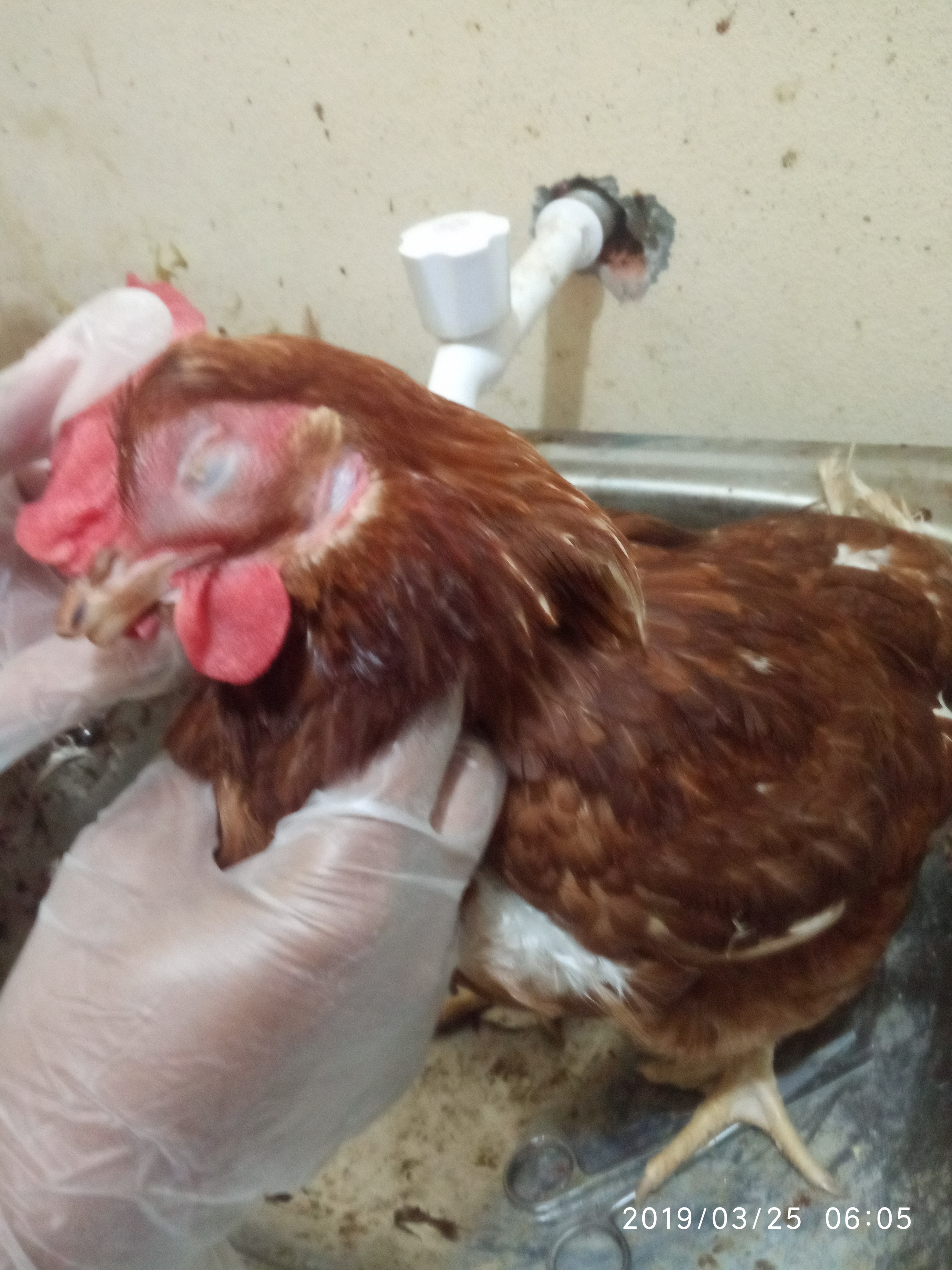 à¦à§à¦à¦à¦¿