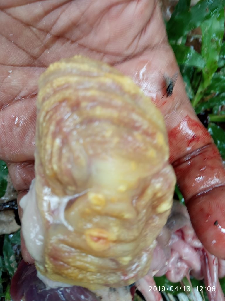 গিজার্ড