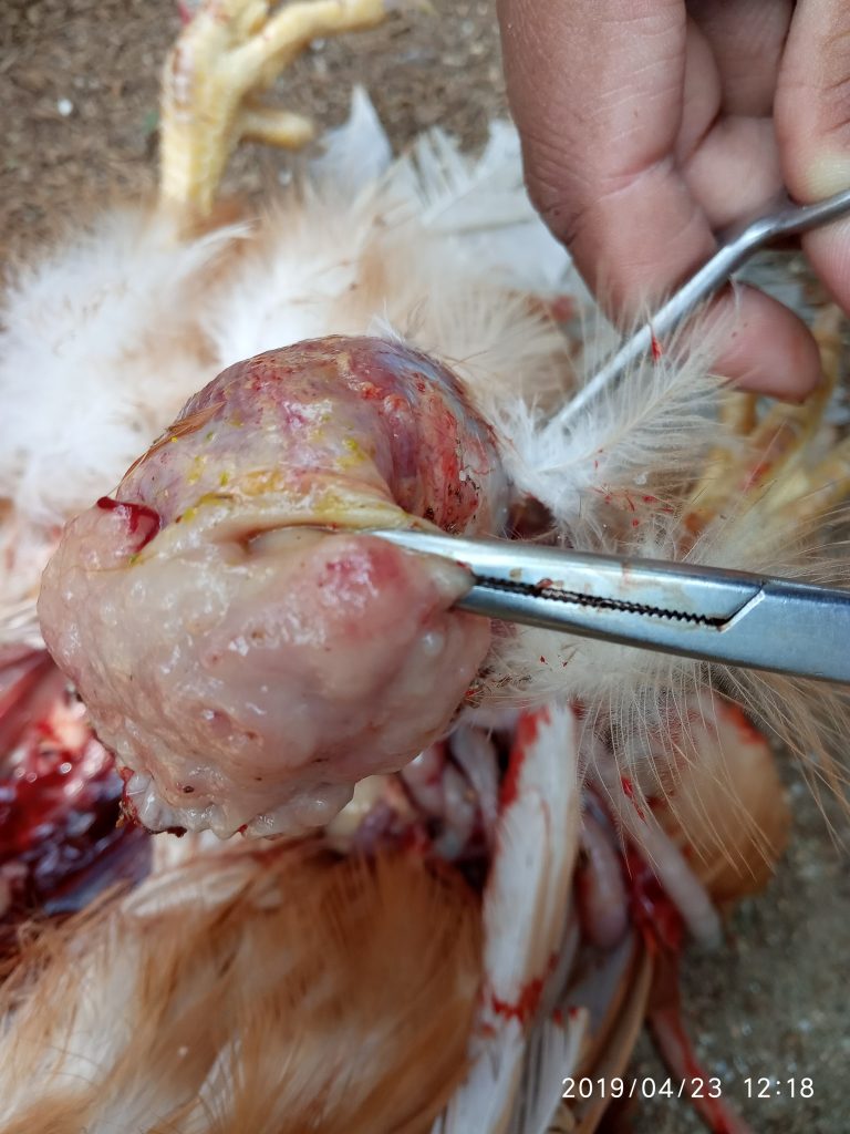 জরায়ু(uterus)