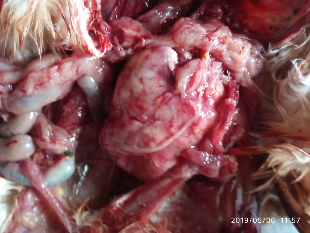 ফুসফুস (lung)