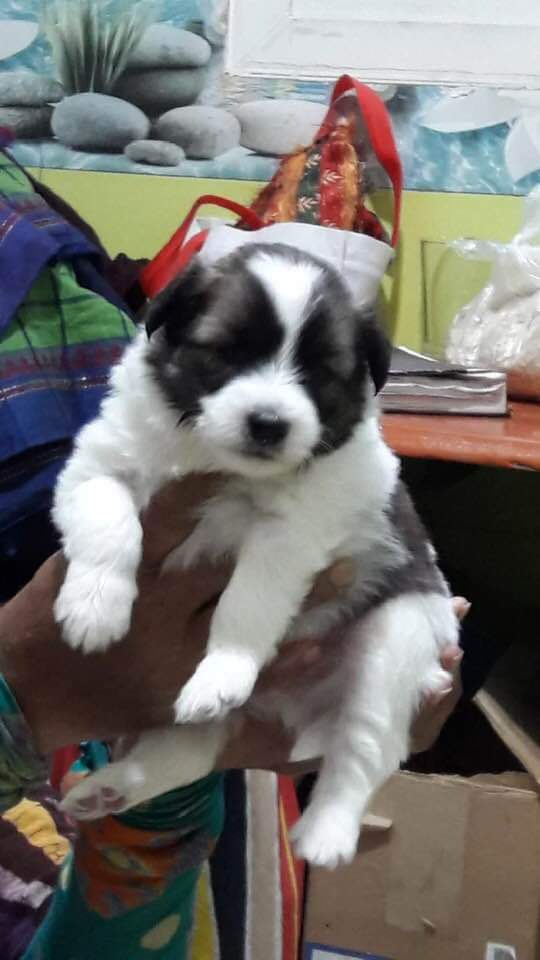 মালিকবিহীন কোনো প্রাণি হত্যা করলে ছয় মাসের জেল অথবা ১০ হাজার টাকা জরিমানার বিধান রেখে নতুন ‘প্রাণিকল্যাণ বিল- ২০১৯’ সংসদে পাস হয়েছে।