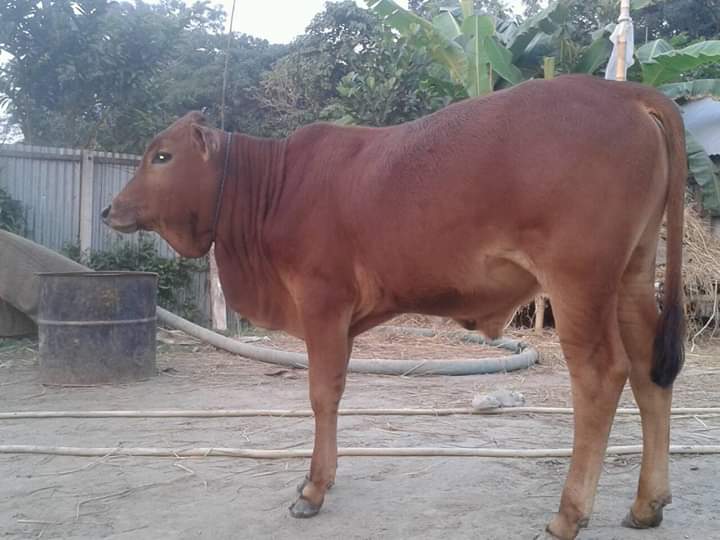 আর সি সি