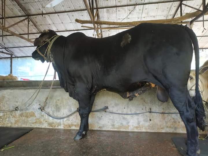 ব্রাহমা