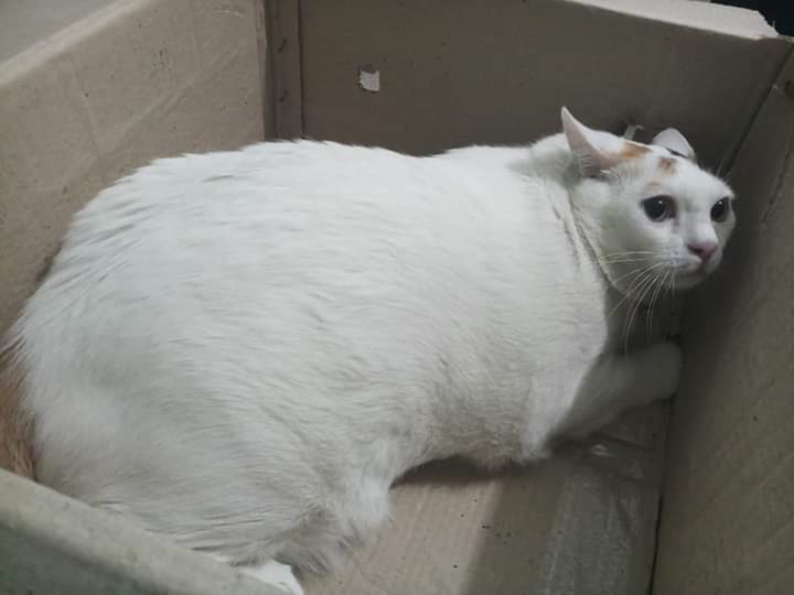 বিড়ালের Pregnancy এর লক্ষণ এবং যত্ন