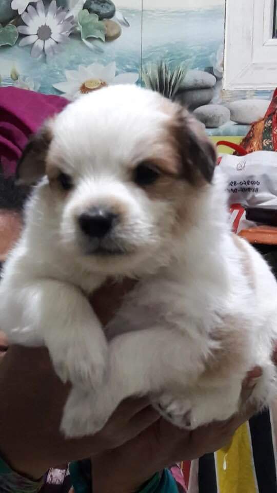 কুকুরের হিট স্ট্রোক এবং করনীয় 