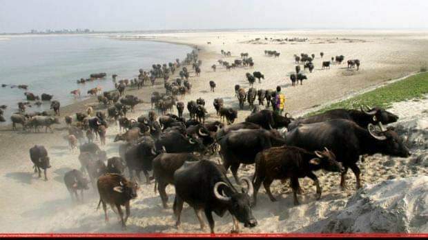 প্রাণী প্রজাতিরা নেতা নির্বাচন  কিভাবে করে ?