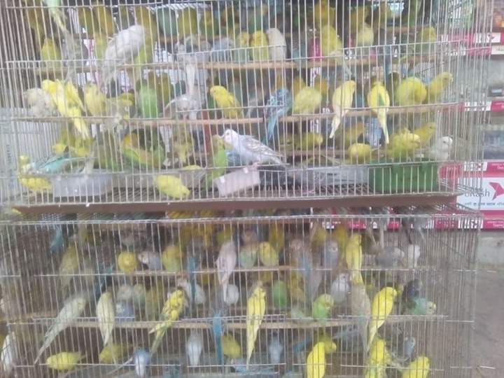 #বাজেরিগার #পালন